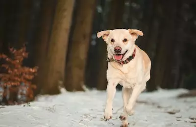 librela hund gestorben